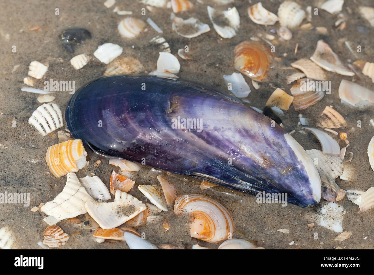 Bay mejillón, mejillón común, un mejillón, Gemeine Miesmuschel, Pfahlmuschel, Schale, Mytilus edulis Foto de stock