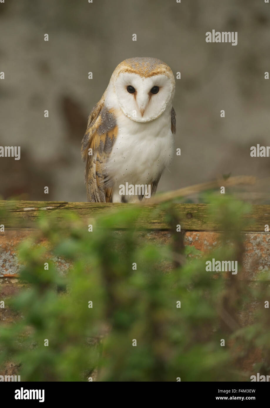 Lechuza de Campanario (Tyto alba) en un granero abandonado Foto de stock