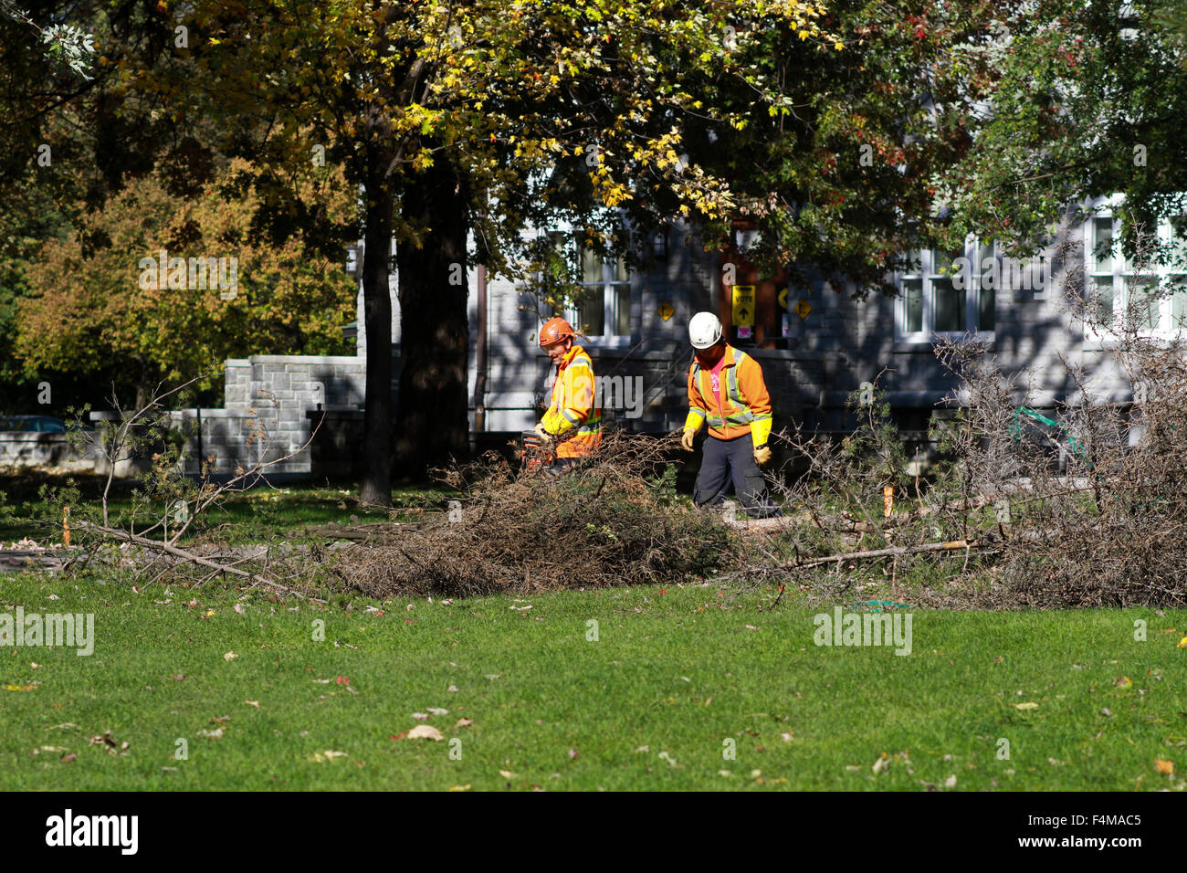 Los trabajadores cortando árboles en Parc Lafontaine en Montreal, Quebec. Foto de stock
