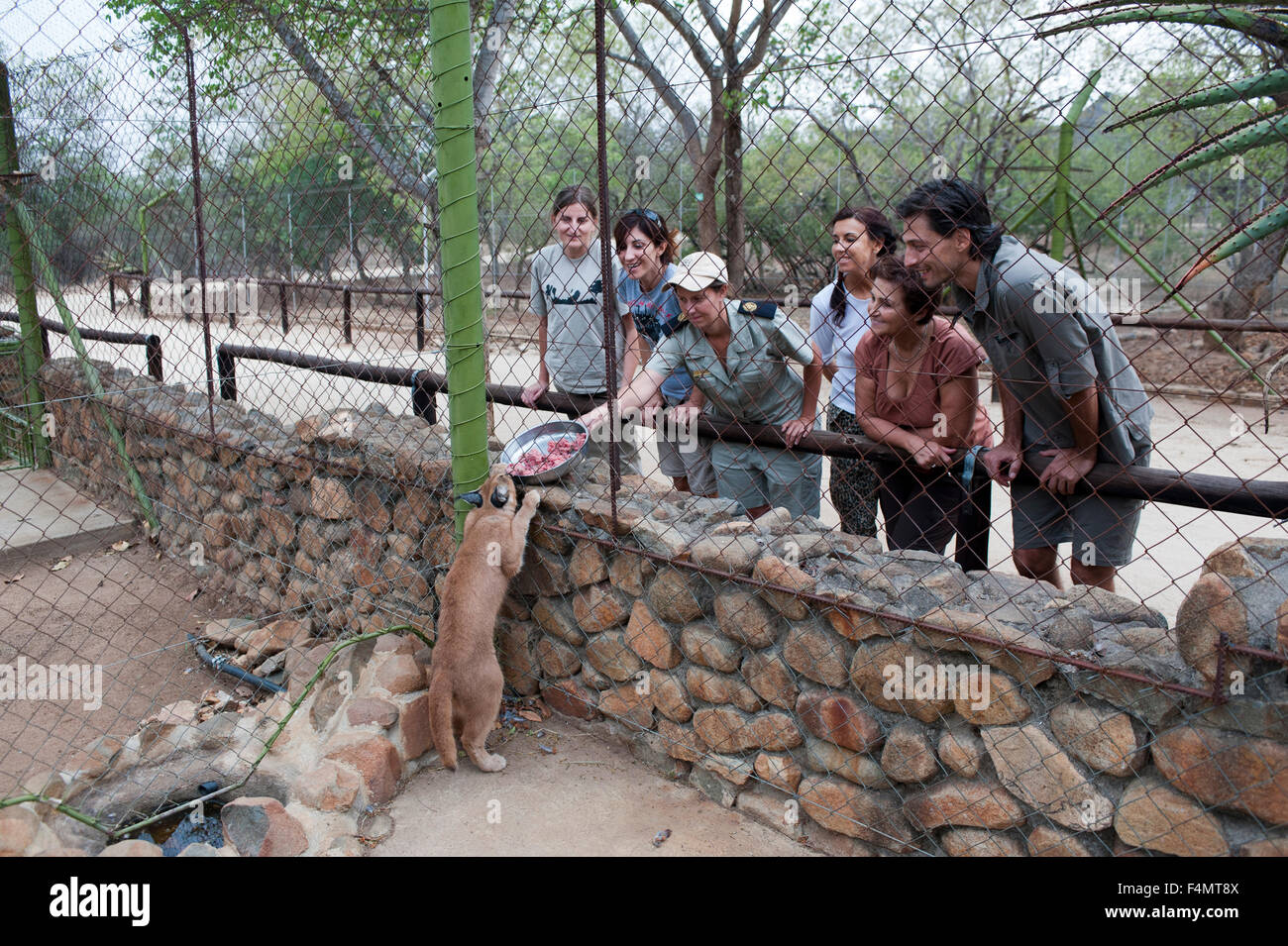 (Felis Caracal caracal), especies en peligro de extinción, Centro