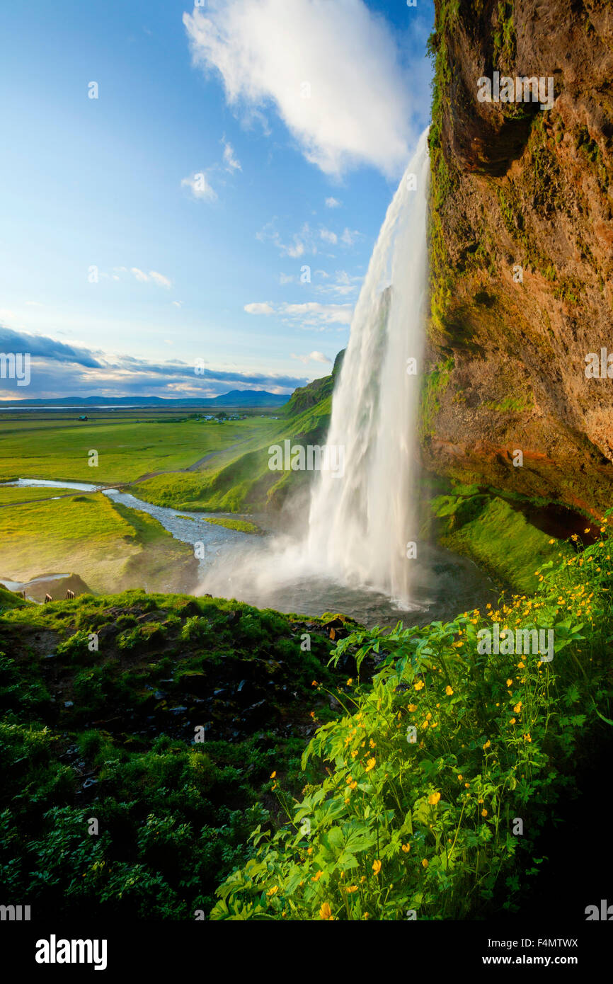 Ranúnculos junto a 60m de alto, la cascada Seljalandsfoss Sudhurland, Islandia. Foto de stock