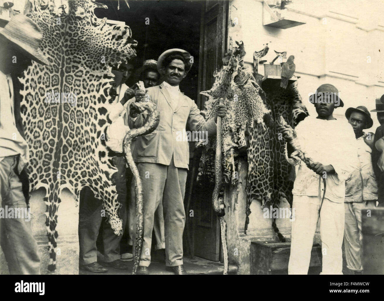 Pitones vivos fotografías e imágenes de alta resolución Alamy