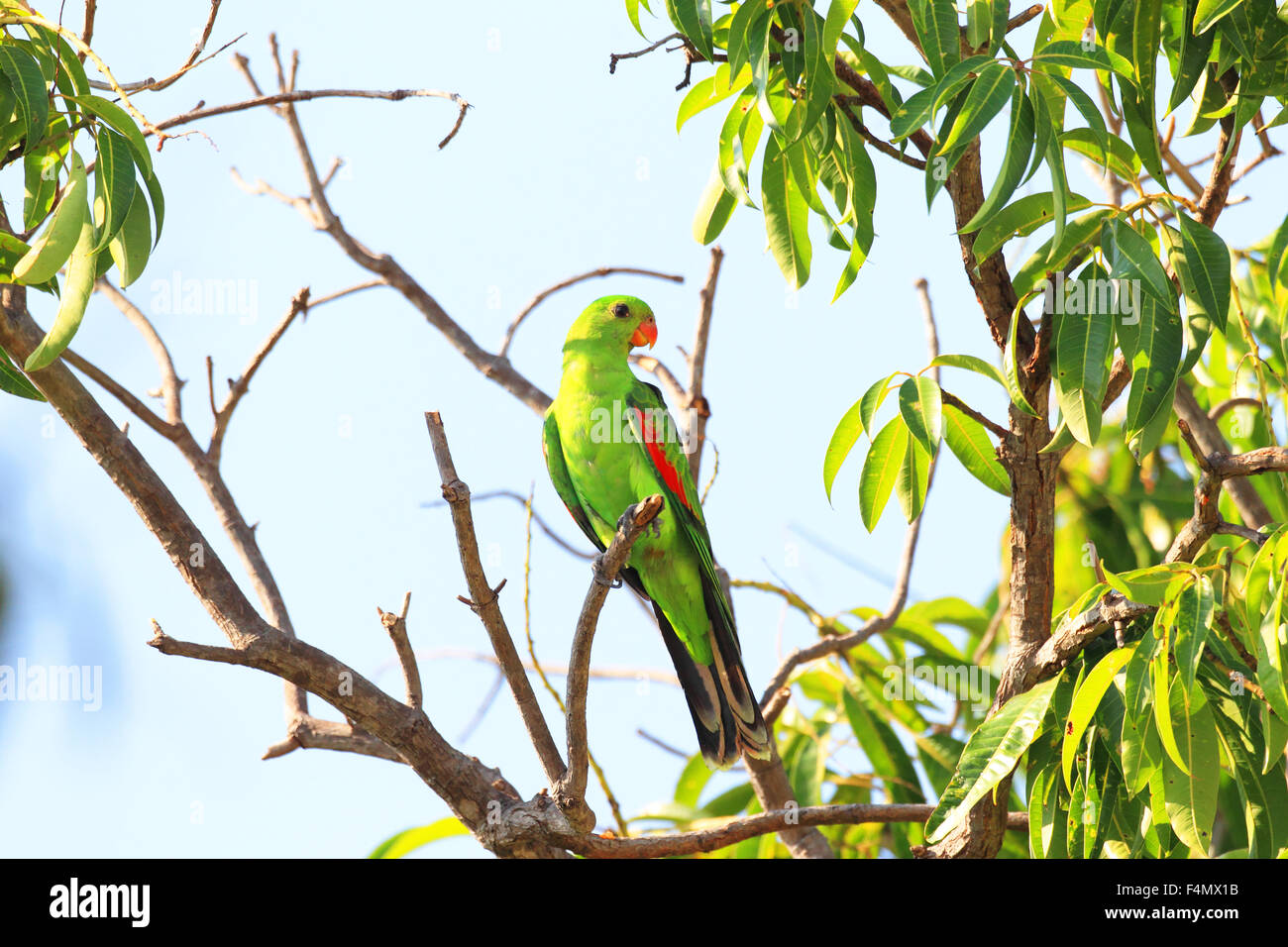 Alas Rojas parrot (Aprosmictus erythropterus) en Darwin, Australia Foto de stock