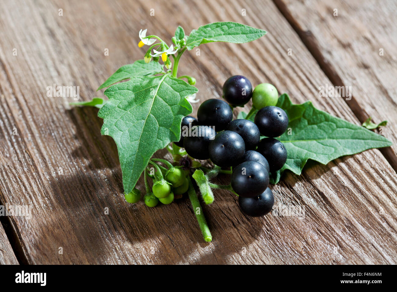 Hierba mora negra, Solanum nigrum, sobre madera Fotografía de stock Alamy