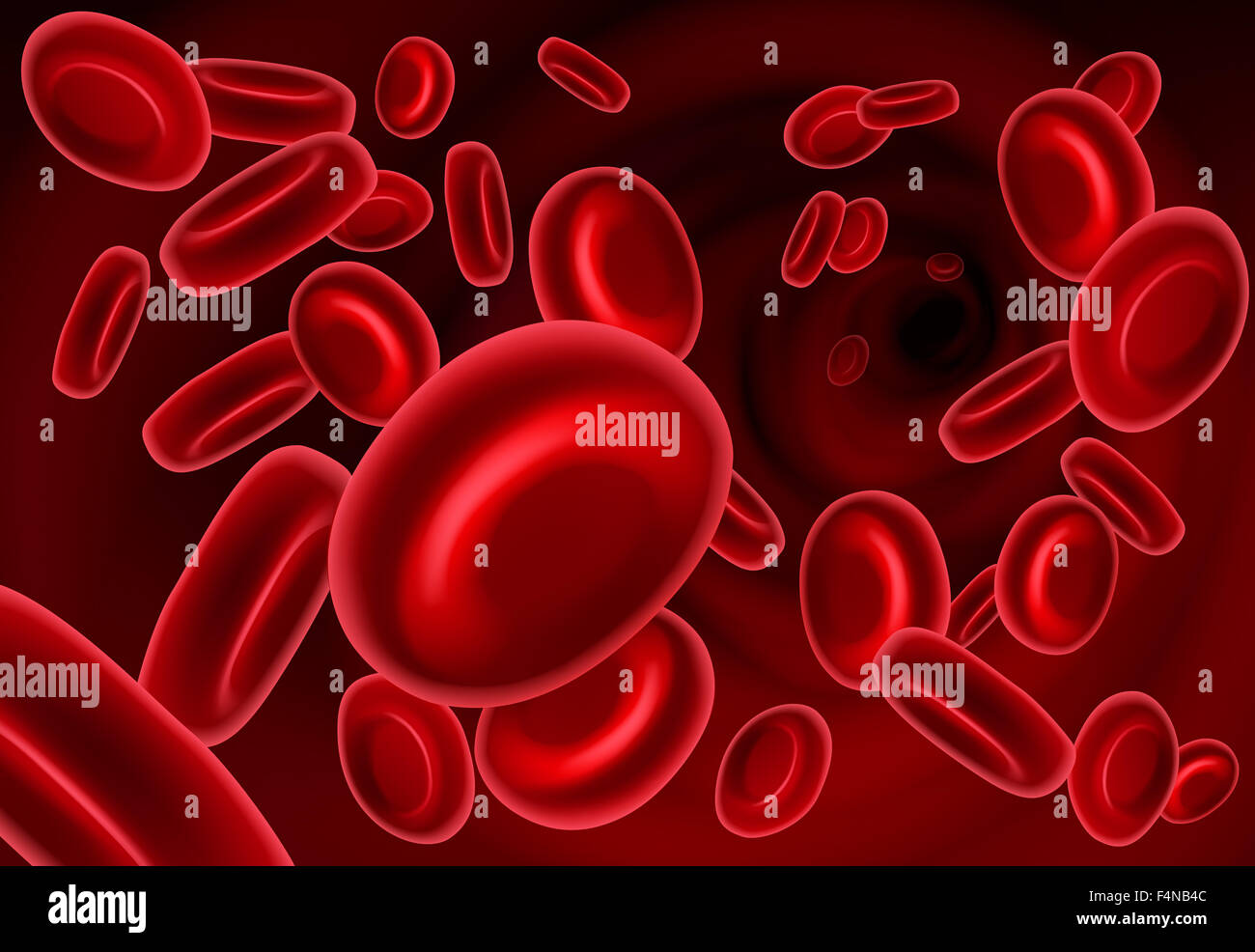 Una ilustración vectorial de glóbulos rojos de la sangre que fluye en una vena o arteria Foto de stock