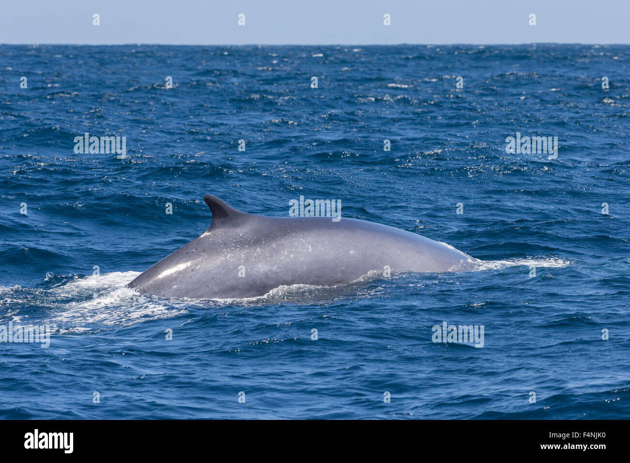 Ballena de Aleta Balaenoptera physalus, adulto, pavimentación, al sur-oeste de São Miguel, Azores en abril. Foto de stock