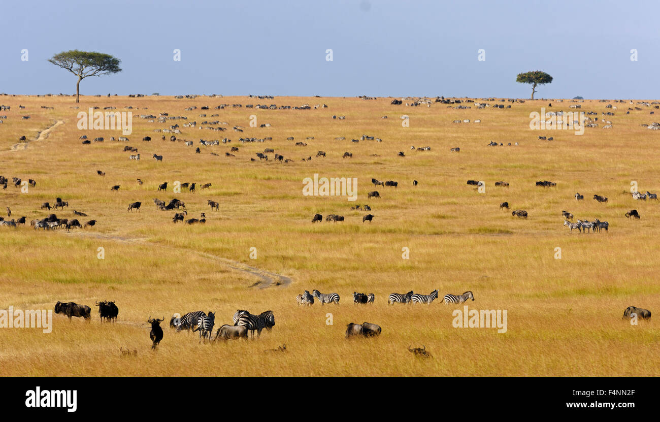 Manada de ñus o ñús (Connochaetes taurinus) Migración, sur de Maasai Mara, Masai Mara National Reserve, Narok County Foto de stock