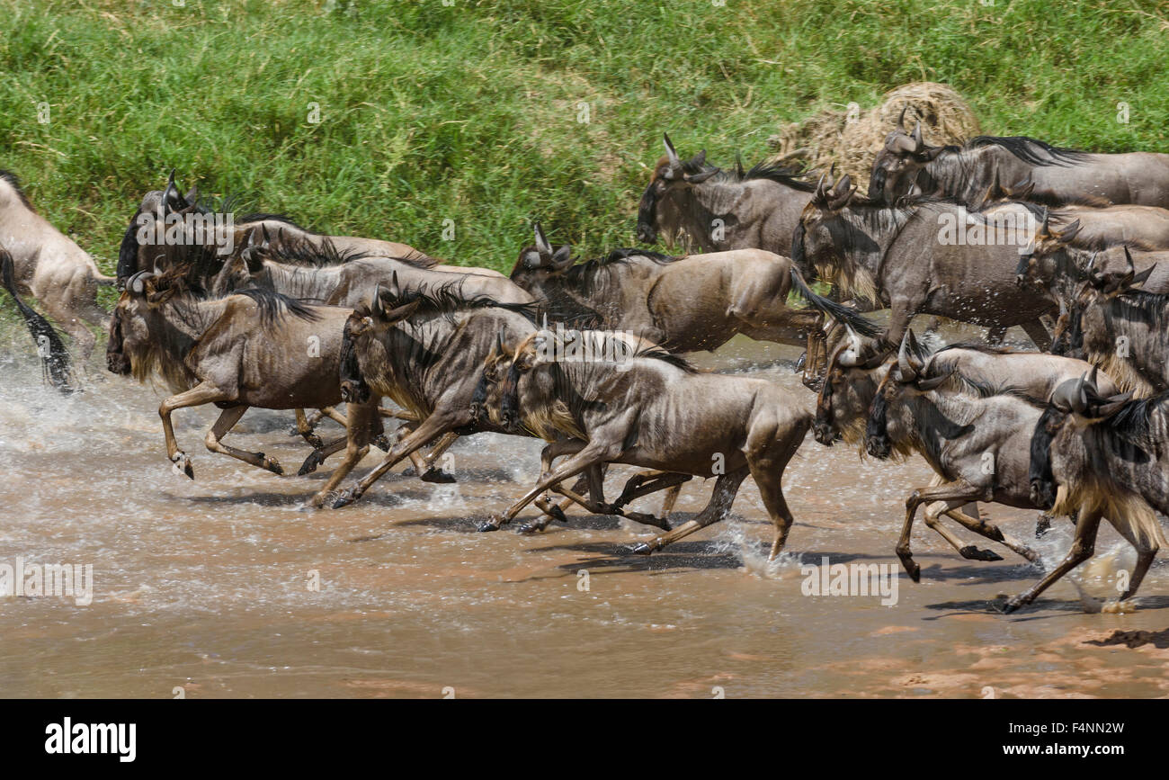 Manada de ñus o ñús (Connochaetes taurinus) cruzando el río de arena, Reserva Nacional Maasai Mara, Condado de Narok, Kenia Foto de stock