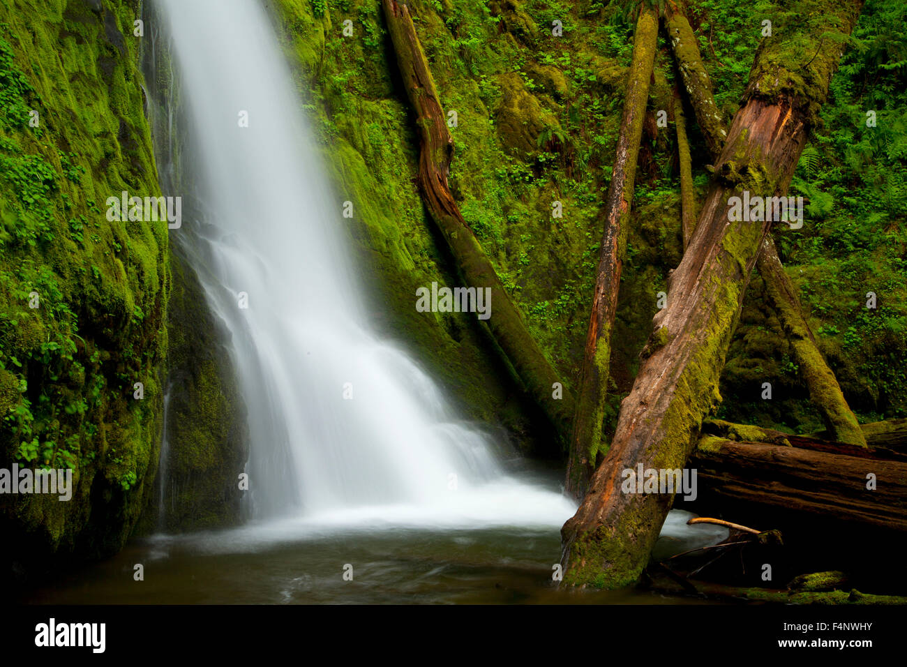 Cicuta Falls, Umpqua National Forest, Oregón Foto de stock