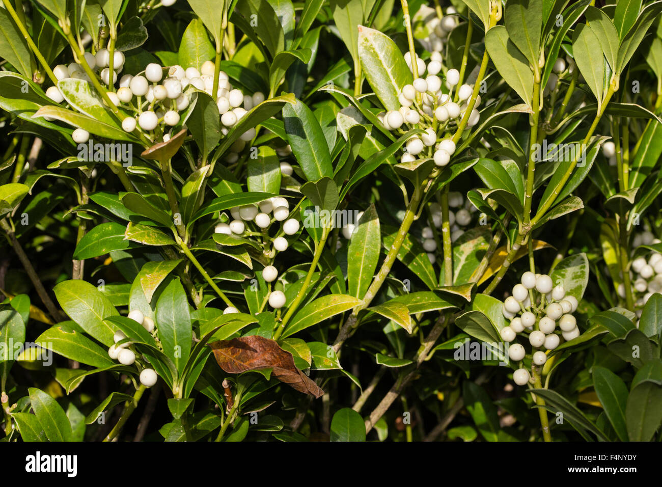 Otoño e invierno blanco bayas del arbusto siempreverde femeninos, Skimmia japonica 'Wakehurst' blanca Foto de stock