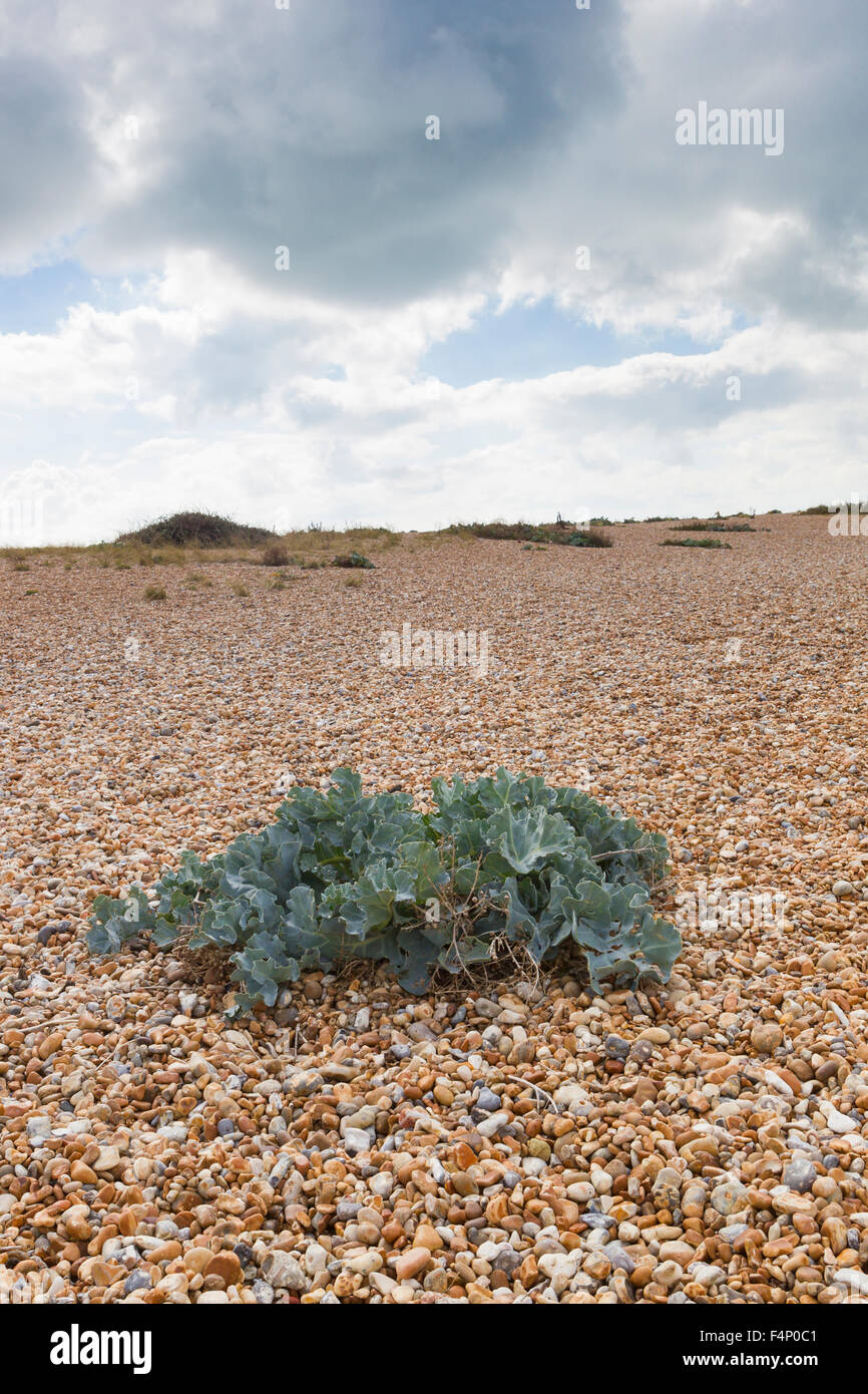 Mar kale Crambe maritima, crece sobre una playa de guijarros, Dungeness, Kent, UK en septiembre. Foto de stock
