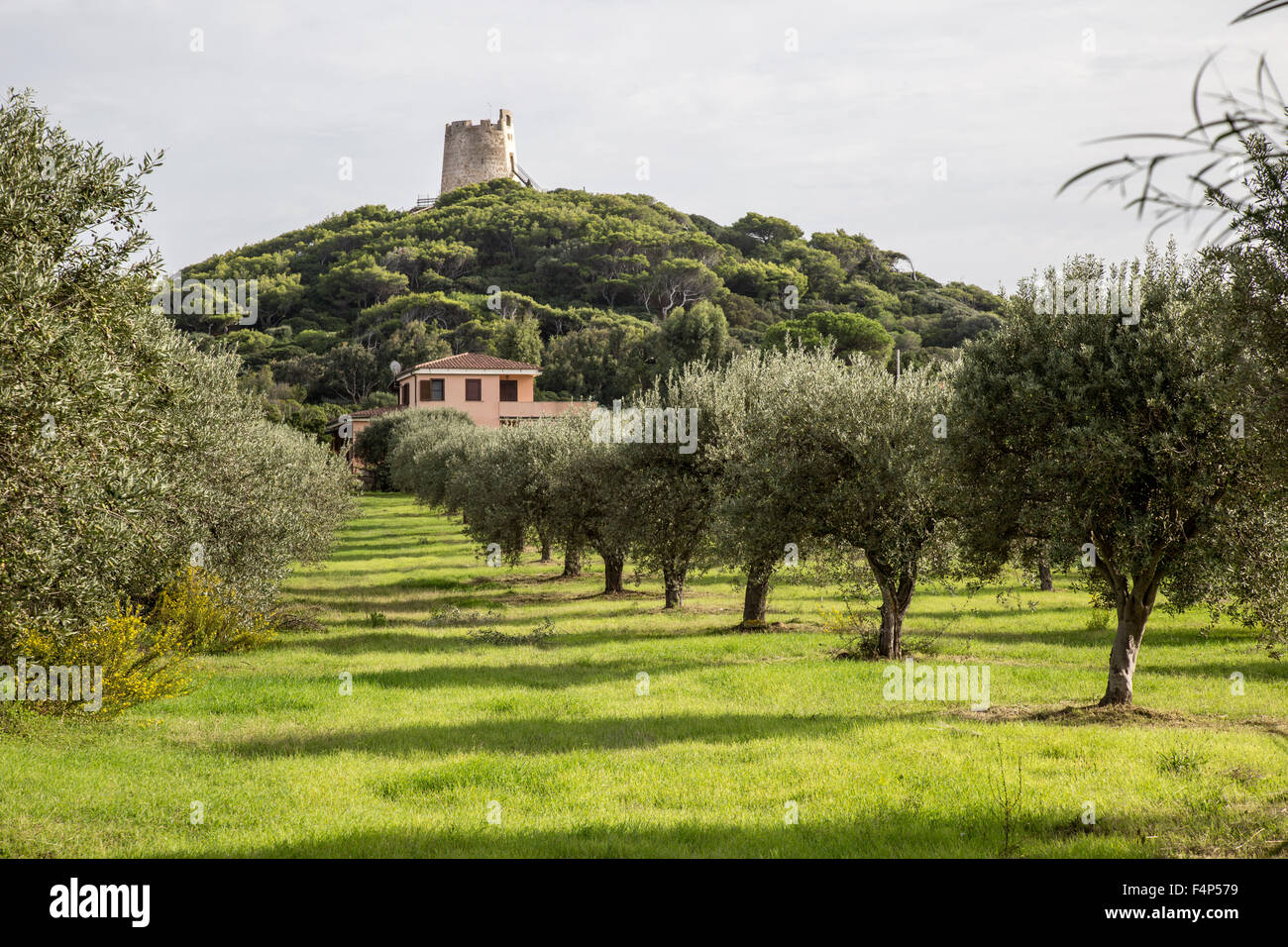 Los olivares cerca de Setti Ballas Beach en el sur de Cerdeña Italia Foto de stock