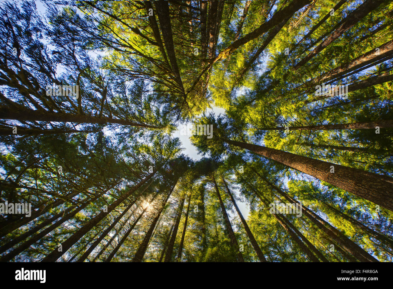 Árboles, USA, Estados Unidos, América, desde abajo, el bosque Foto de stock