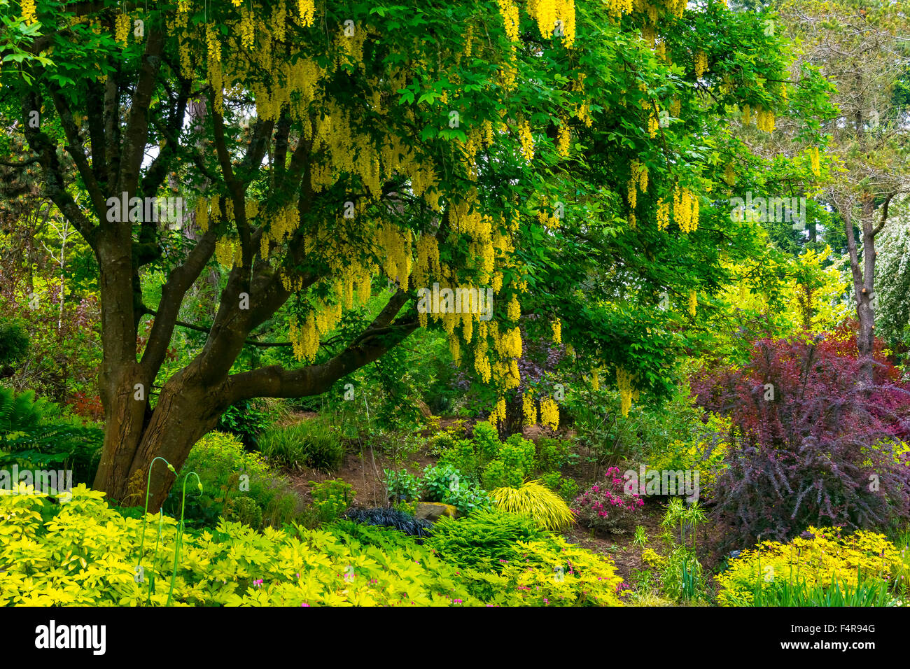 Columbia Británica, Canadá, Vancouver VanDusen, jardín botánico, jardín botánico, verano, árbol Foto de stock