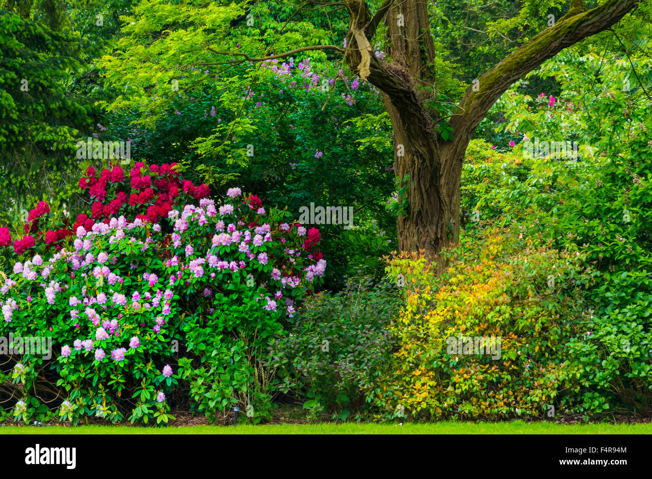 Columbia Británica, Canadá, Vancouver VanDusen, jardín botánico, jardín botánico, verano, árbol Foto de stock
