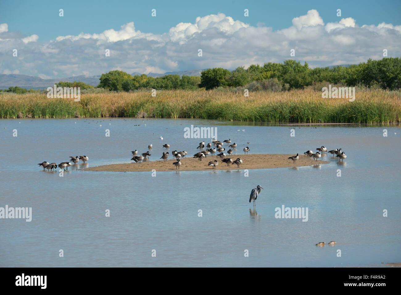 Ee.Uu., Estados Unidos, América, en el suroeste, en Nuevo México, el sur del Condado de Socorro, el Bosque del Apache, el Refugio Nacional de Vida Silvestre, nos Foto de stock