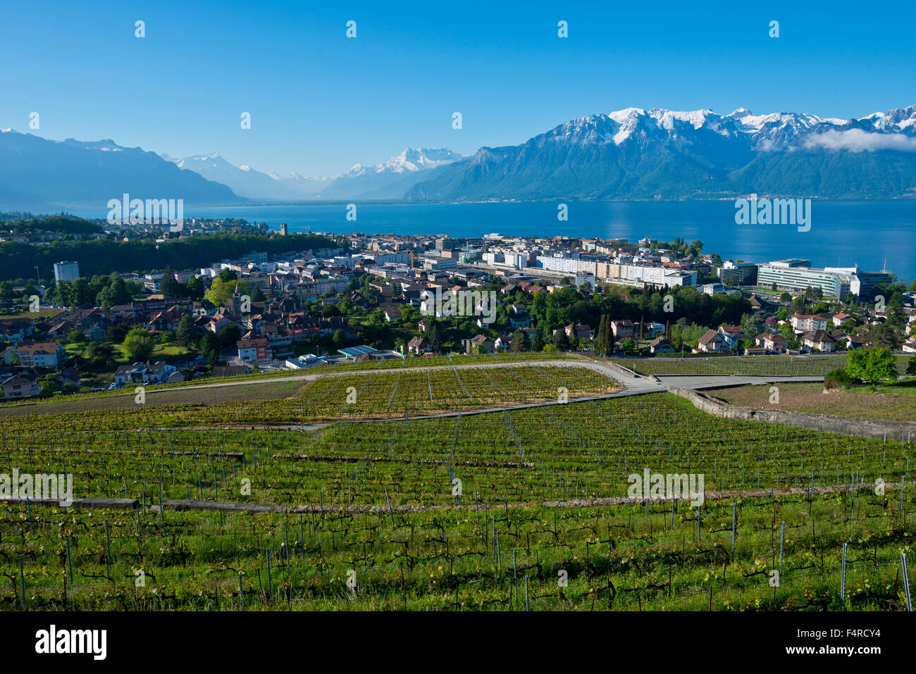 Suiza, el verano, el lago Léman, el lago de Ginebra, el lago, Vevey, Vaud, VD, el cultivo del vino, viñedos, agricultura vino, montañas, vi Foto de stock