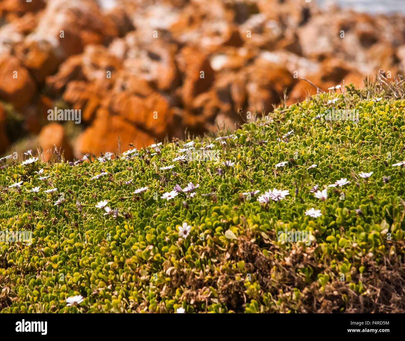La belleza de la flora dunar Foto de stock