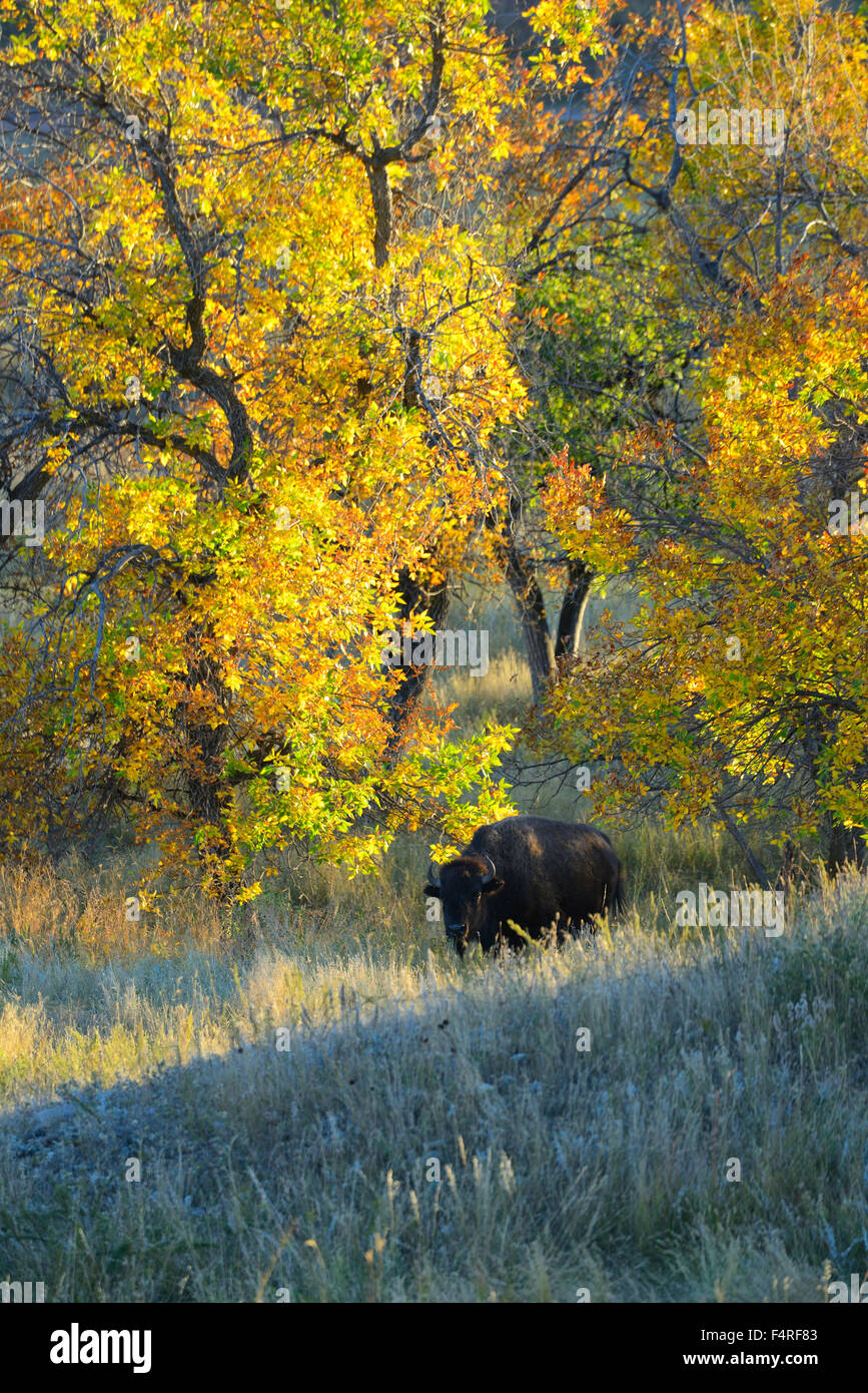 Estados Unidos, South Dakota, Black Hills, el bisonte y el follaje de otoño en el Parque Estatal Custer Foto de stock