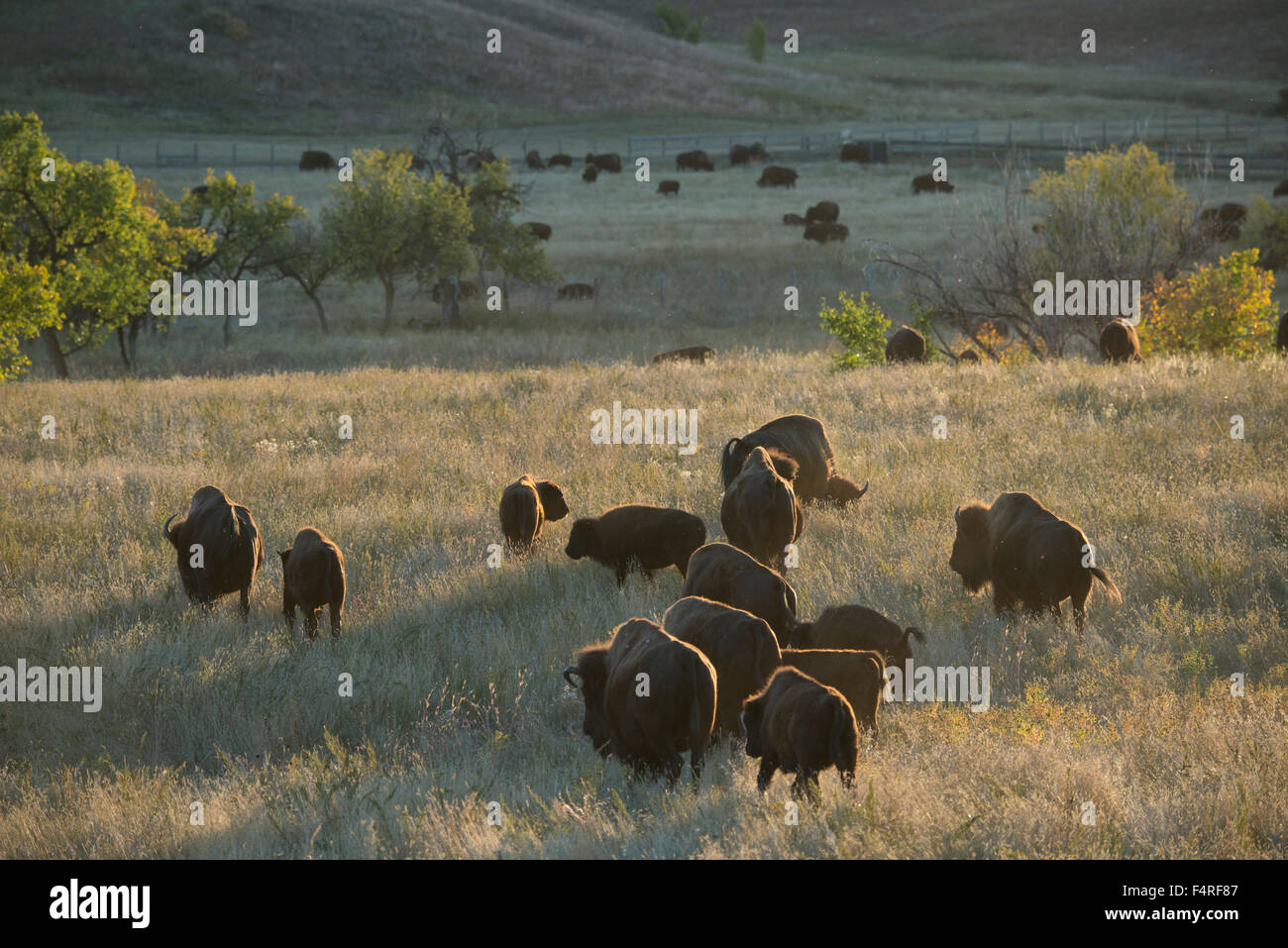 Ee.Uu.; las grandes planicies, Black Hills en Dakota del Sur;;;;el Parque Estatal Custer Bison Foto de stock