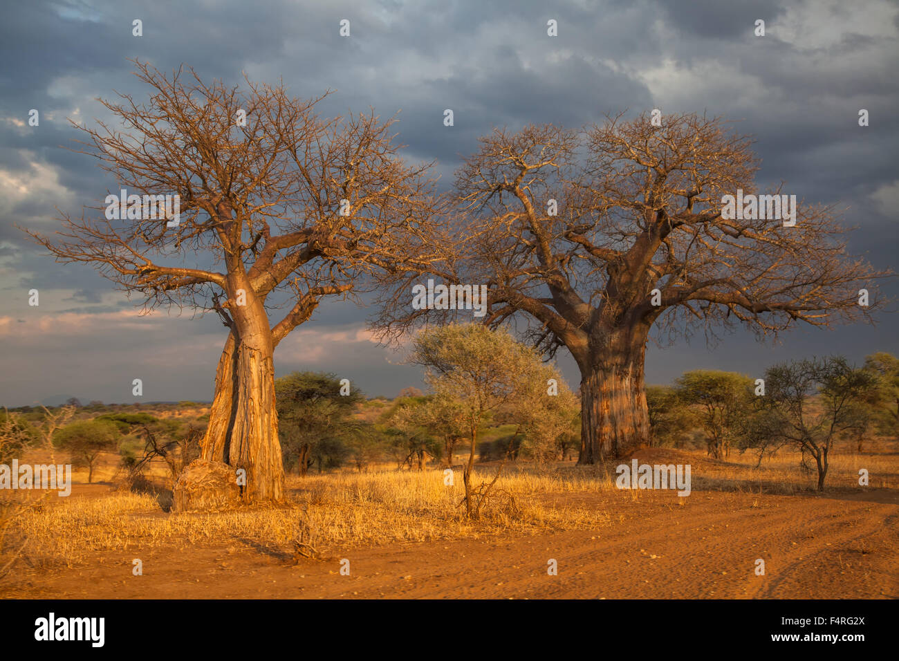 África, de baobabs, Adansonia digitata, árboles, tormentas eléctricas, paisaje, paisaje, humor, safari, viajes, sabana, sundown, Tanzania, Foto de stock