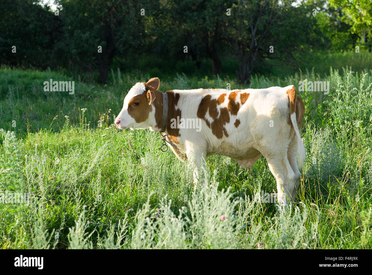 Ternero manchado de pastoreo en pasto verde Foto de stock