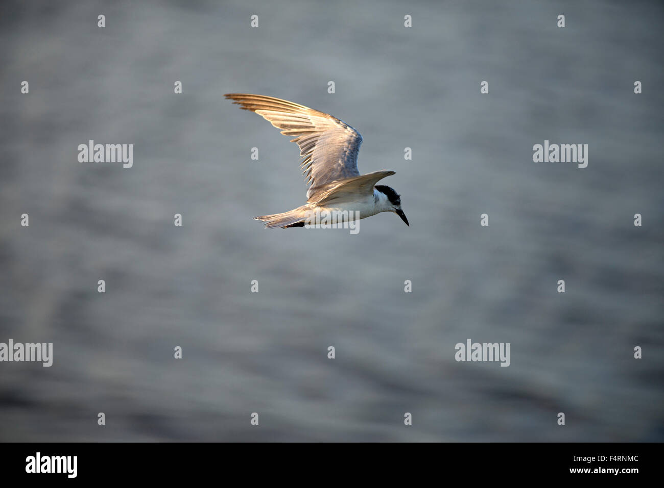 Whiskered Tern, volando, puesta de sol, TERN, pájaro, vuelo, chlidonias hybrida Foto de stock