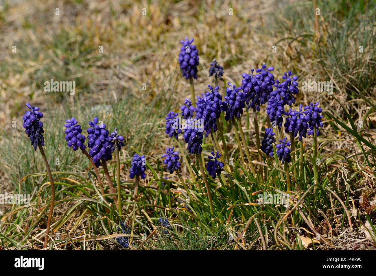 Uva, Muscare hyazinth racemosum, Asparagaceae, flor, flores, plantas, Leuk, Cantón Valais, Suiza Foto de stock