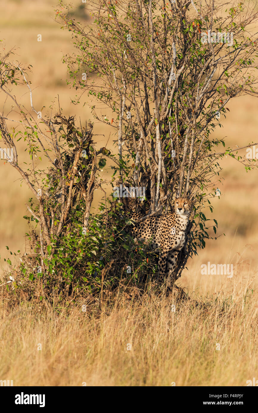 Hembra guepardo (Acinonyx jubatus), escondido en un arbusto, Reserva Nacional Maasai Mara, Condado de Narok, Kenia Foto de stock