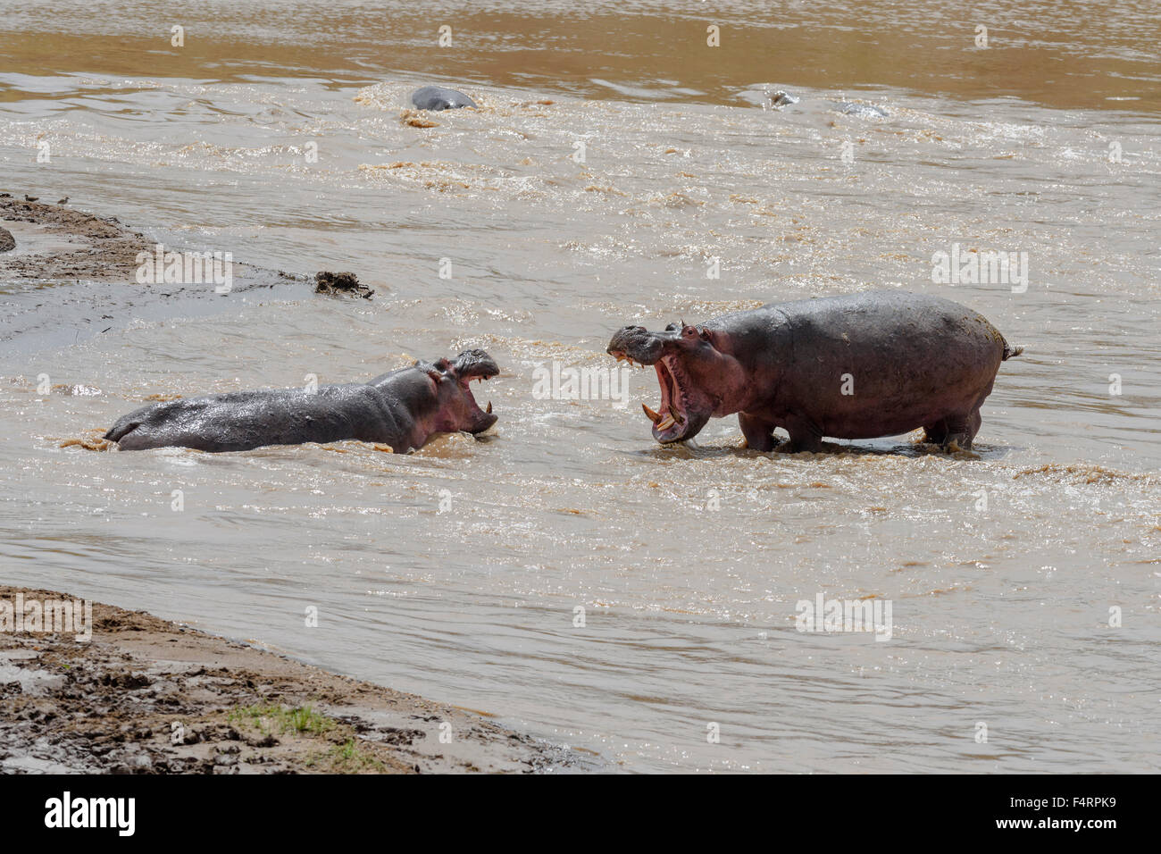 Un hipopótamo (Hippopotamus amphibius) intenta alejar un rival, el río Mara, Masai Mara National Reserve, Condado de Narok, Kenia Foto de stock