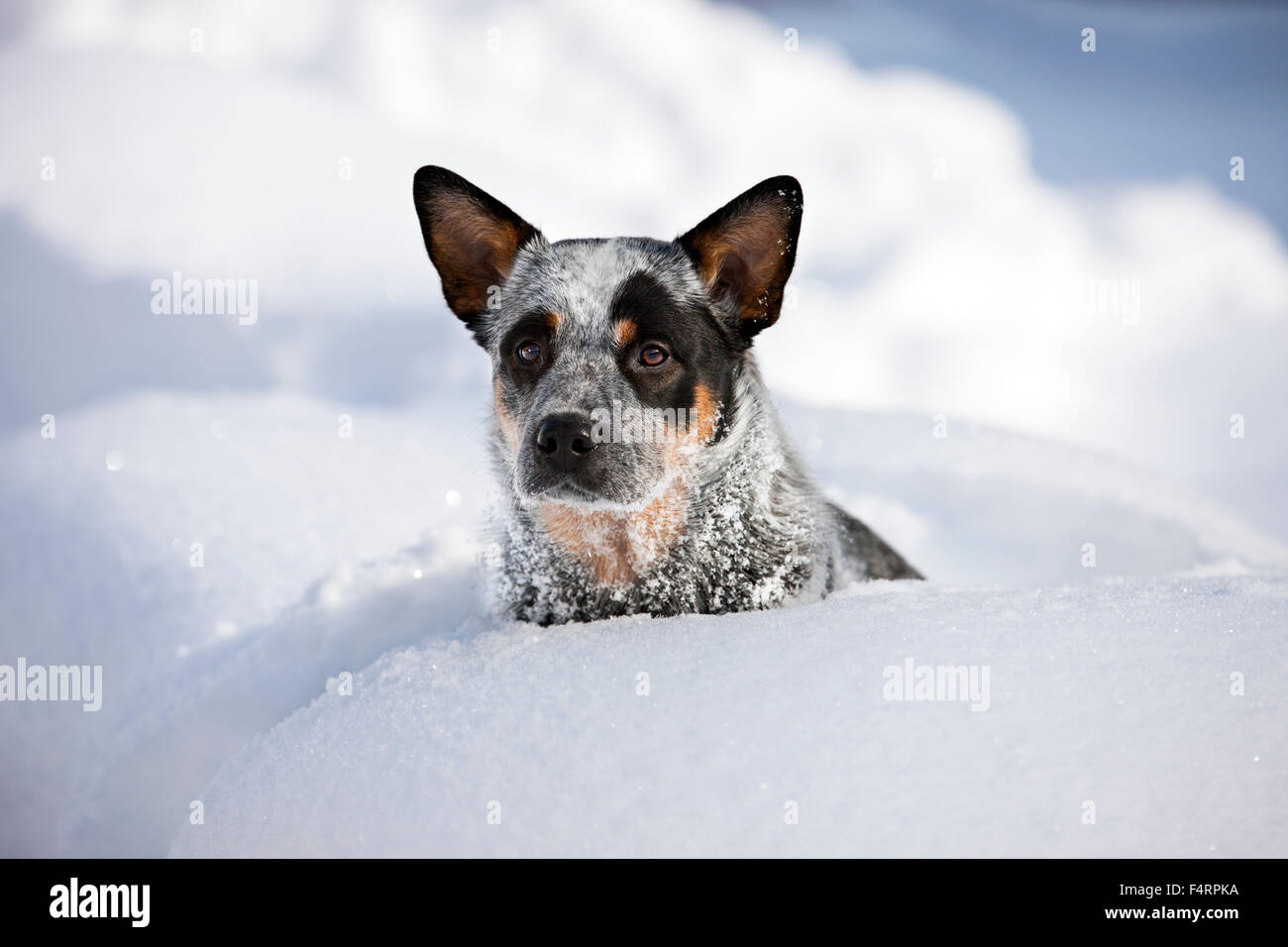 Perro de ganado australiano, azul cachorro sentado en la nieve profunda, en el norte del Tirol, Austria Foto de stock