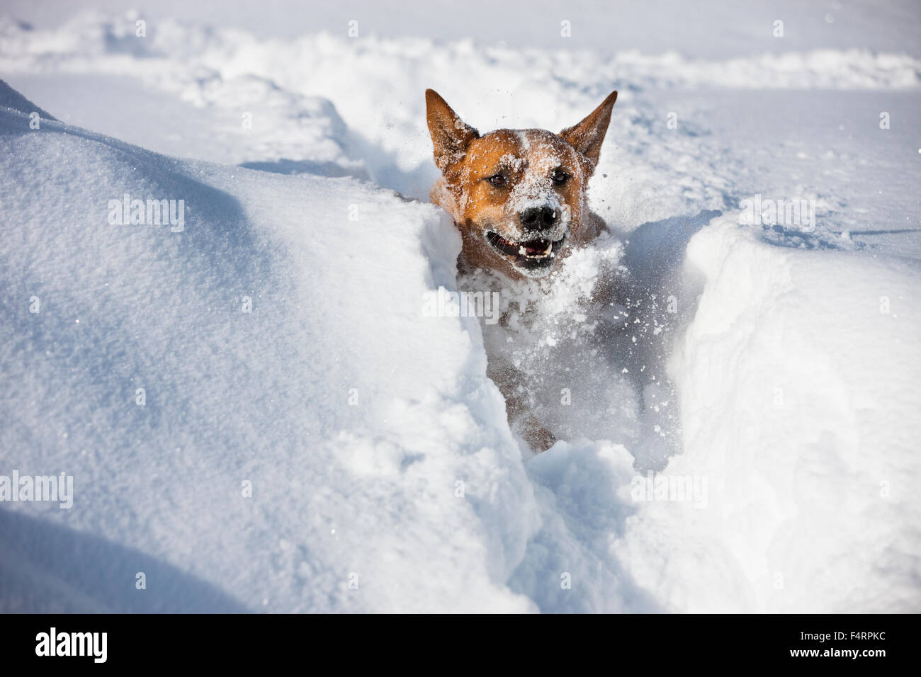 Perro de ganado australiano, macho, rojo, corriendo en la nieve profunda, en el norte del Tirol, Austria Foto de stock