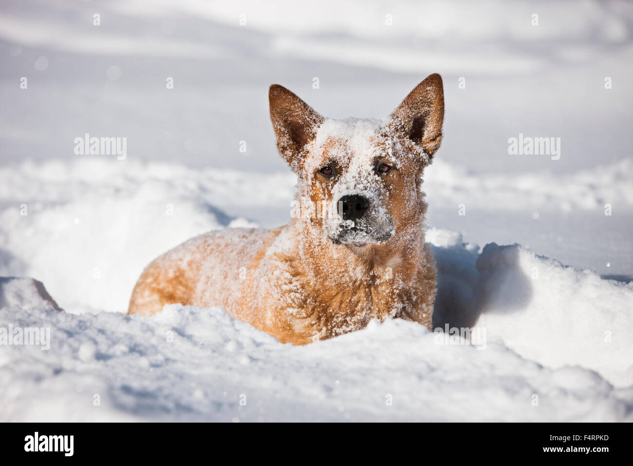 Perro de ganado australiano, macho, rojo, de pie en la nieve profunda, en el norte del Tirol, Austria Foto de stock