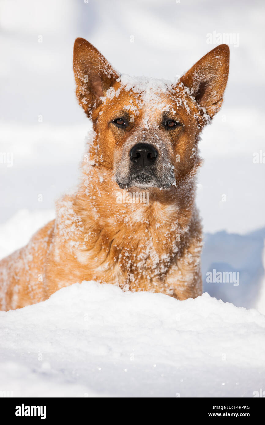 Perro de ganado australiano, macho, rojo, sentada en la nieve profunda, en el norte del Tirol, Austria Foto de stock