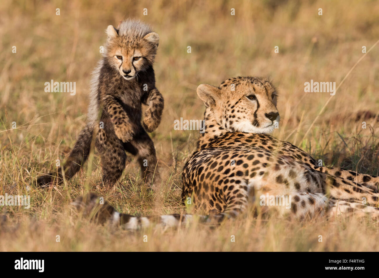 El guepardo (Acinonyx jubatus), de seis semanas de edad cheetah cub jugando con su madre, Reserva Nacional Maasai Mara, Condado de Narok, Kenia Foto de stock