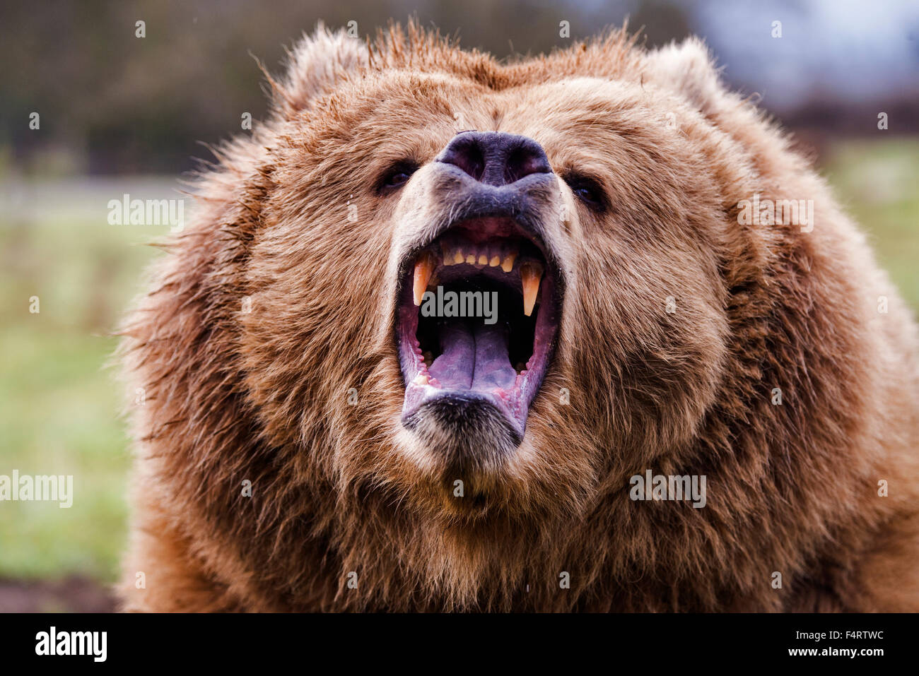 Grizzly Bear, Ursus arctos, el oso, animal, EEUU, jefe Foto de stock