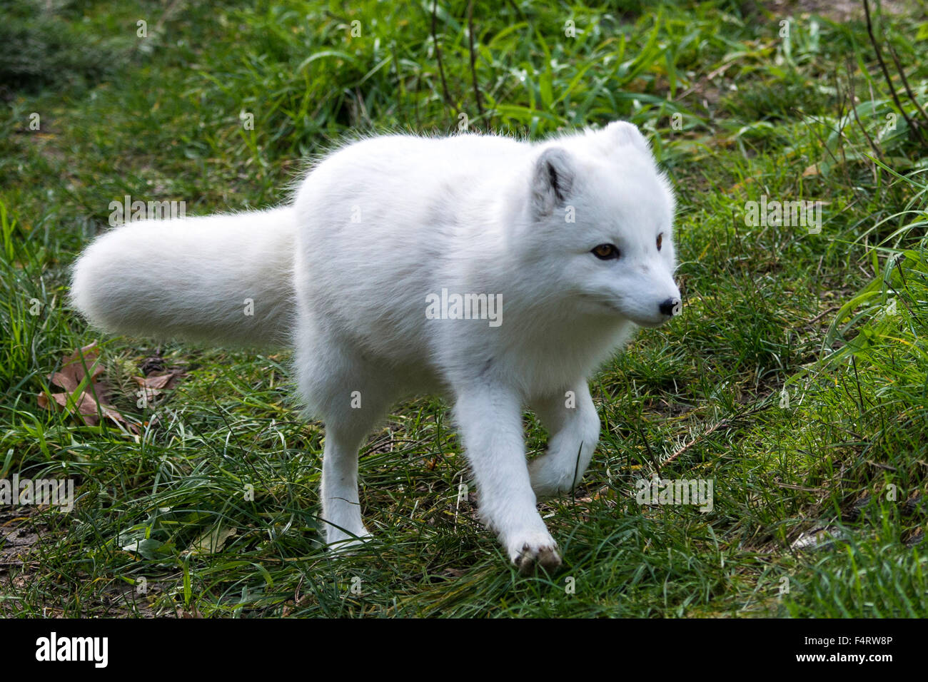 Zorro ártico, Fox, Alopex lagopus, fase blanca, animal Foto de stock