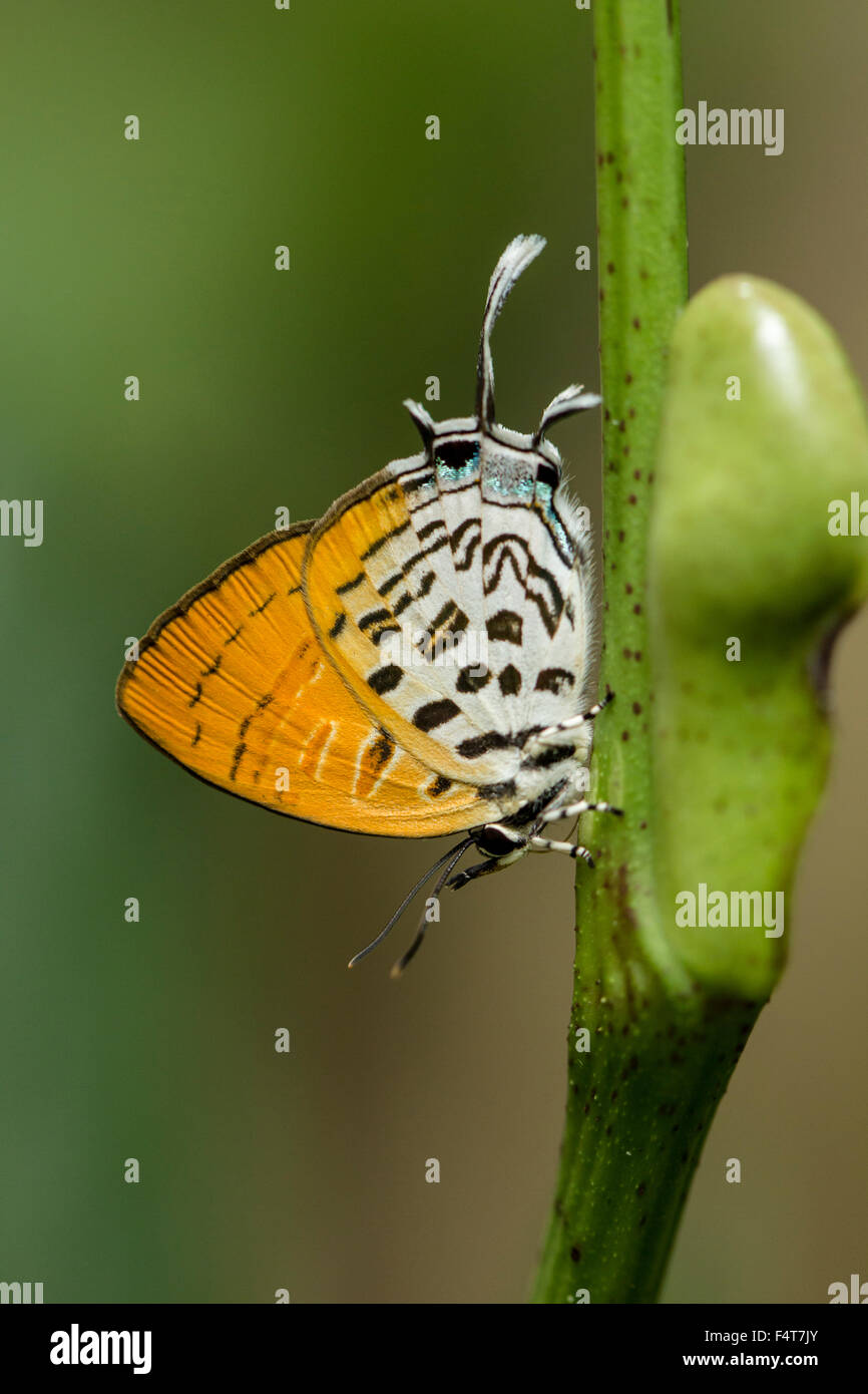 Bläuling, gossamer alas de mariposas, Lycaenidae Foto de stock
