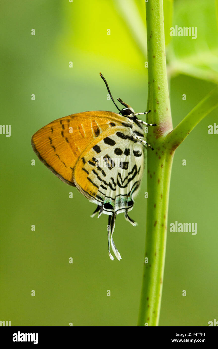 Bläuling, gossamer alas de mariposas, Lycaenidae Foto de stock