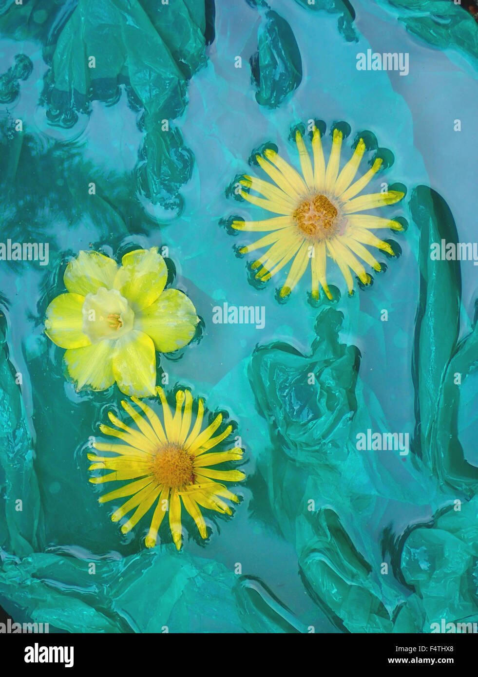 Las flores, amarillas, agua, agua, verde, conceptos creativos Foto de stock