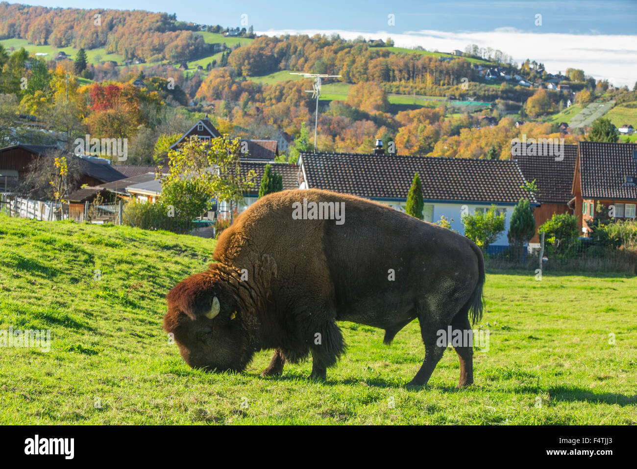 Cría de bisonte en Lutzenberg, Foto de stock