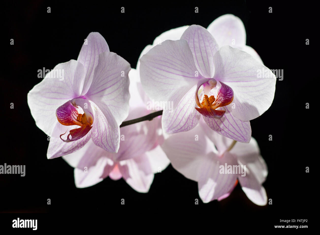 Flor violeta en negro fotografías e imágenes de alta resolución - Alamy
