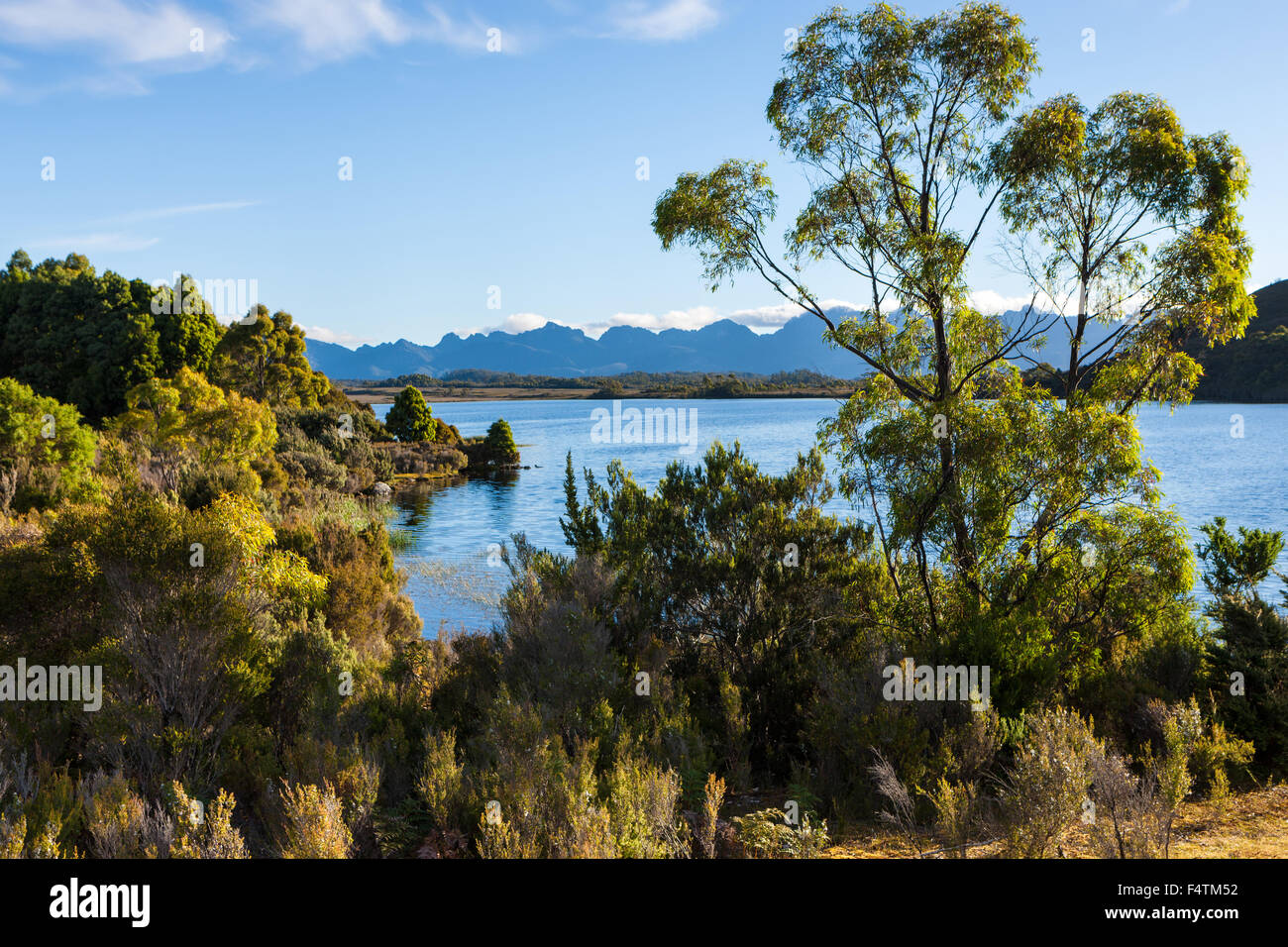 Lago Pedder, Australia, Tasmania, Southwest, parque nacional, lago, la madera, el bosque, Foto de stock