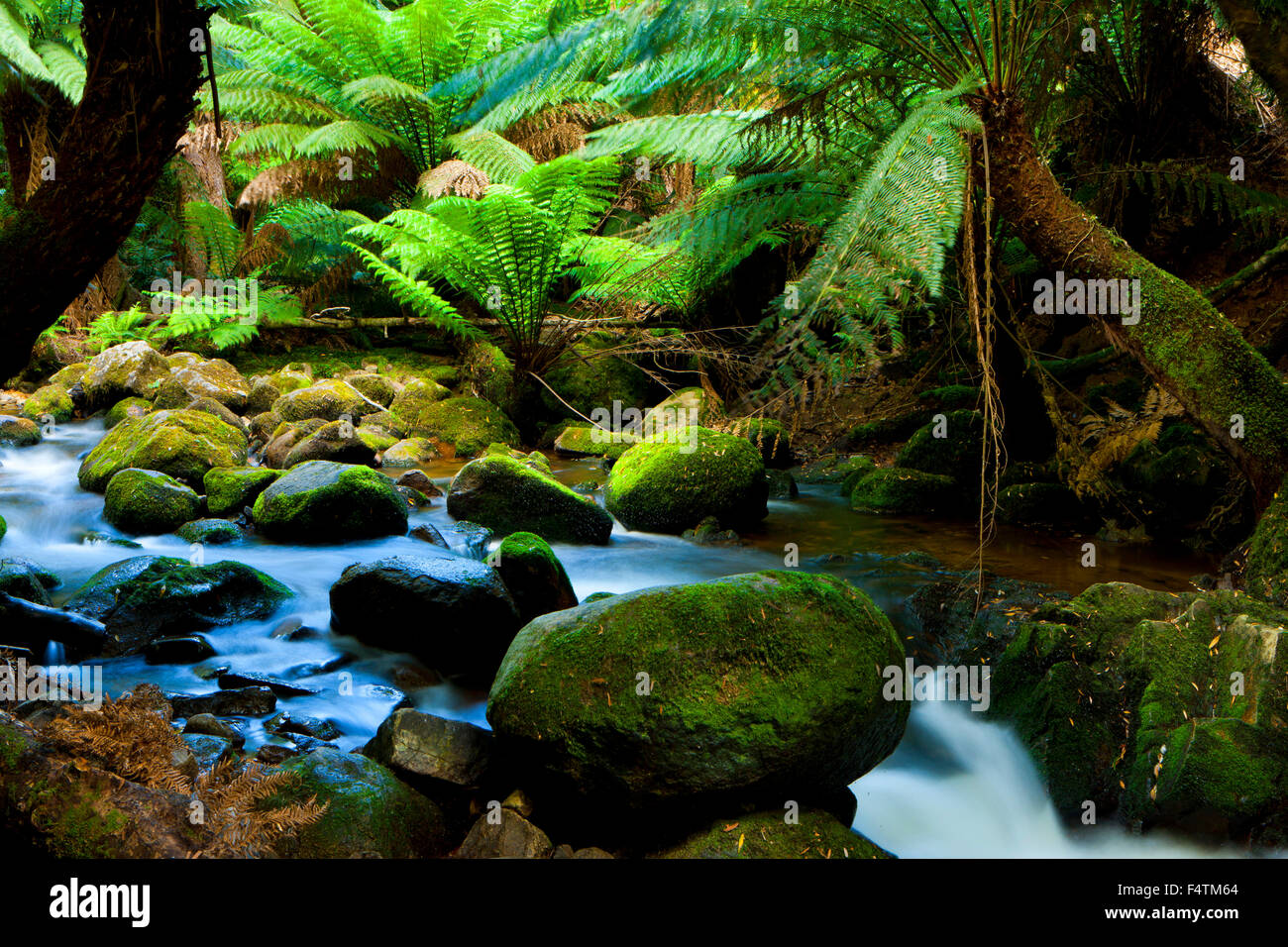 Mt. Albert Riachuelo, Australia, Tasmania, Brook, árboles de helecho Foto de stock