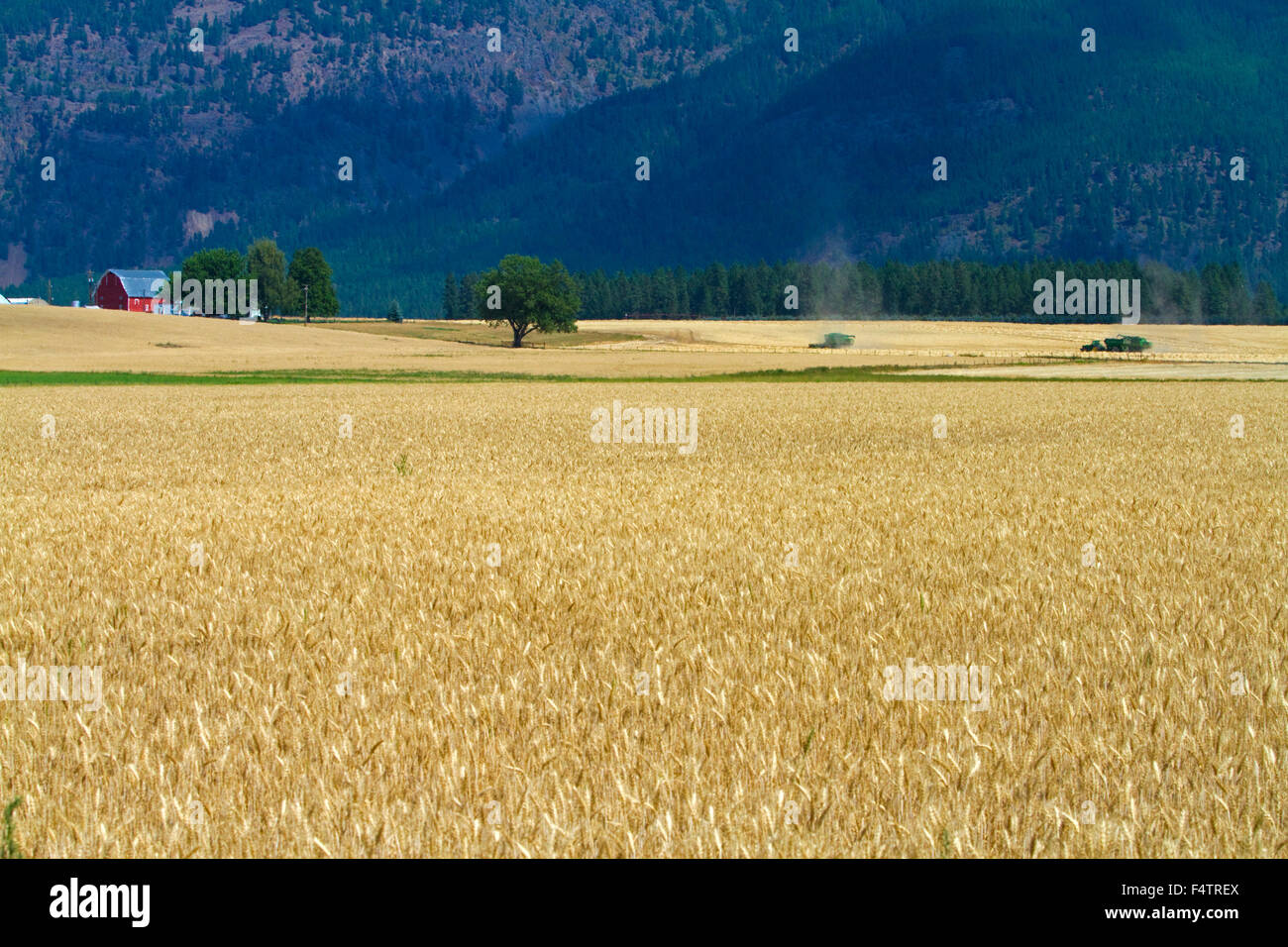 Campo de trigo maduras cerca de la ciudad de Kalispell, Montana, EE.UU. Foto de stock