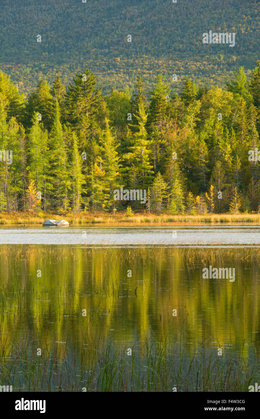 Codo a lo largo del estanque Appalachian Trail, del Parque Estatal Baxter, Maine Foto de stock