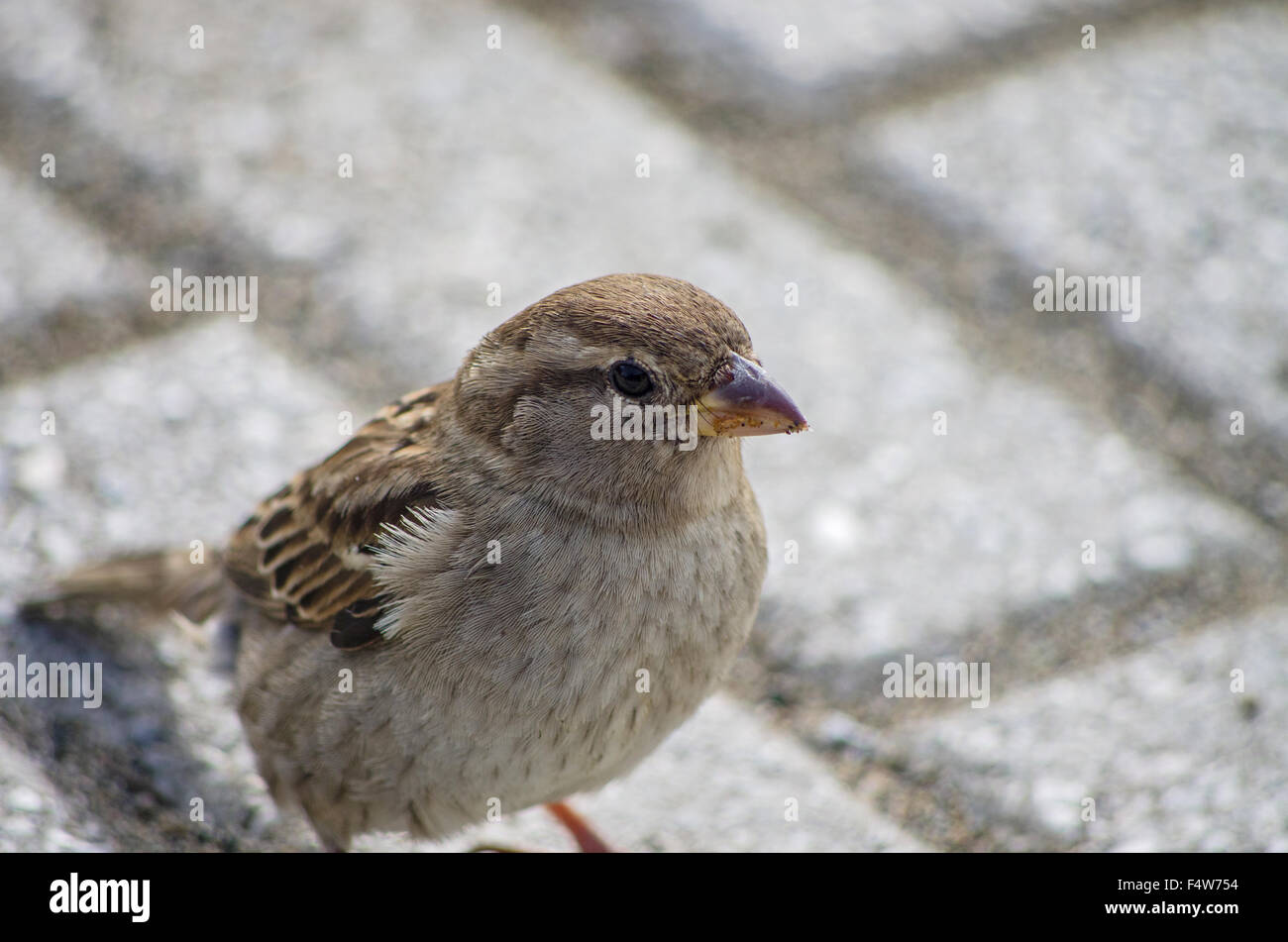 Sparrow buscando algo para comer cerca de casa interna Foto de stock
