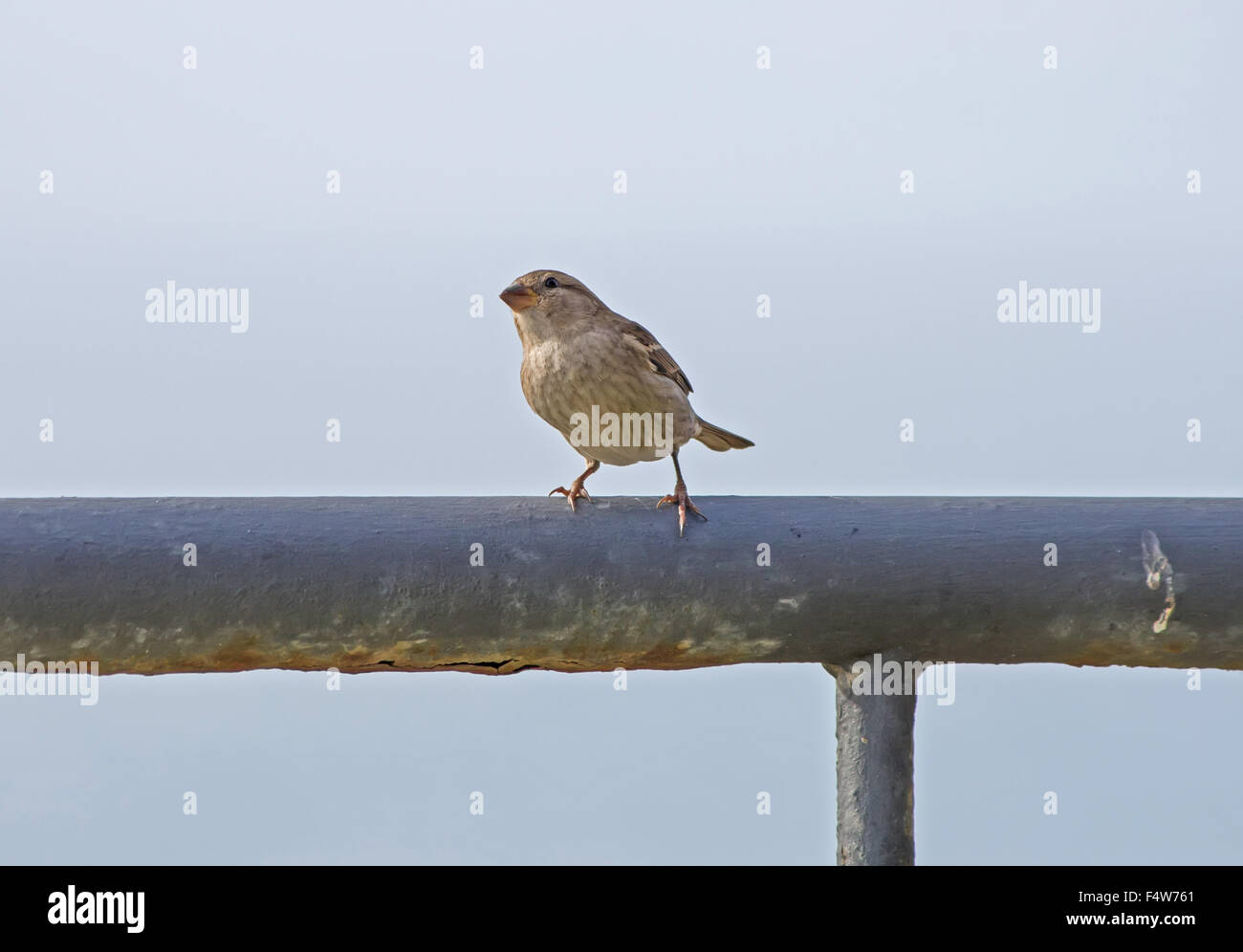 Sparrow buscando algo para comer cerca de casa interna Foto de stock