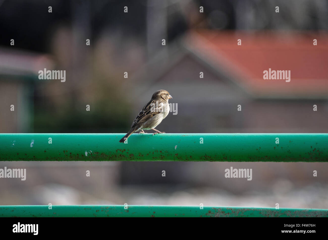 Sparrow buscando algo para comer cerca de casa interna Foto de stock