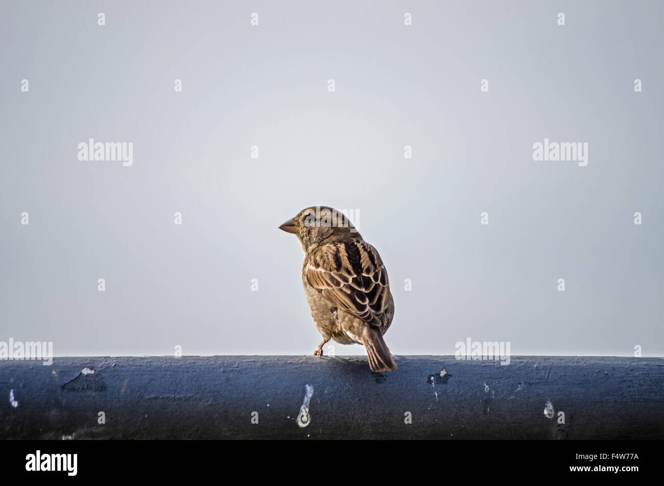 Sparrow buscando algo para comer cerca de casa interna Foto de stock